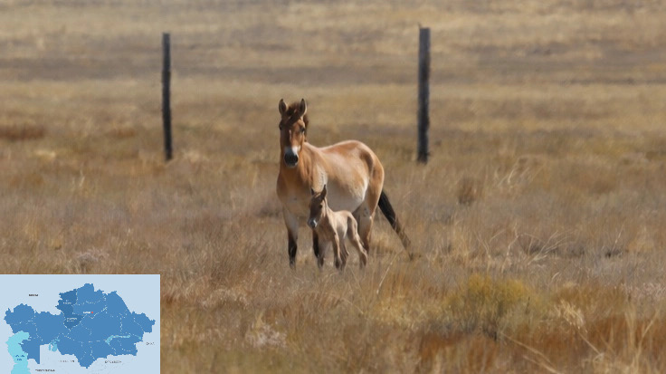 Second Przewalski’s horse foal is born in Kazakhstan