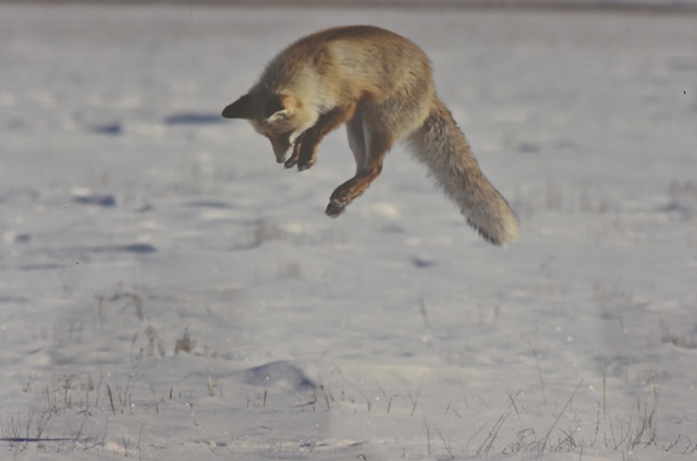 Hunting Fox by Aleksey Koshkin. Photo: nationalmuseum.kz