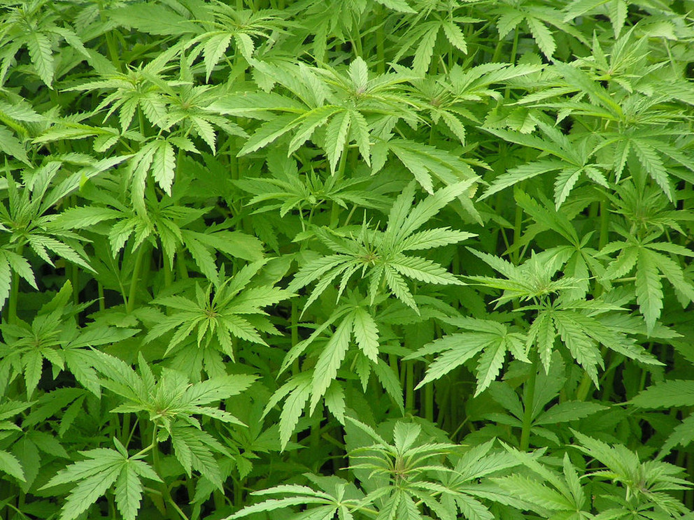 Kazakhstan Takes Steps Toward Paper Production Using Hemp