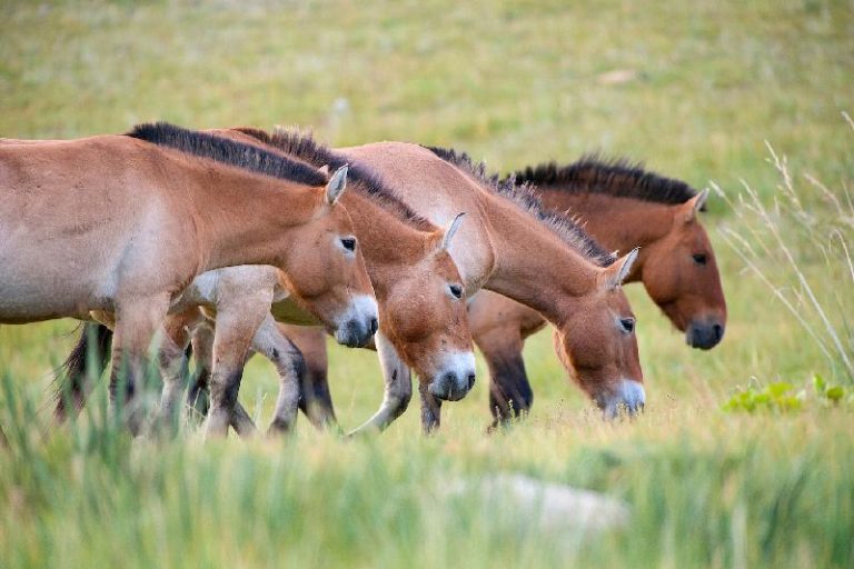 Botai horses in North Kazakhstan were first to be domesticated, says UK ...