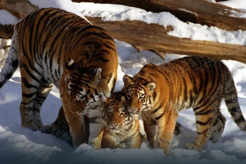 Kazakhstan Finalizes Plan To Restore Native Turanian Tigers In Ile ...