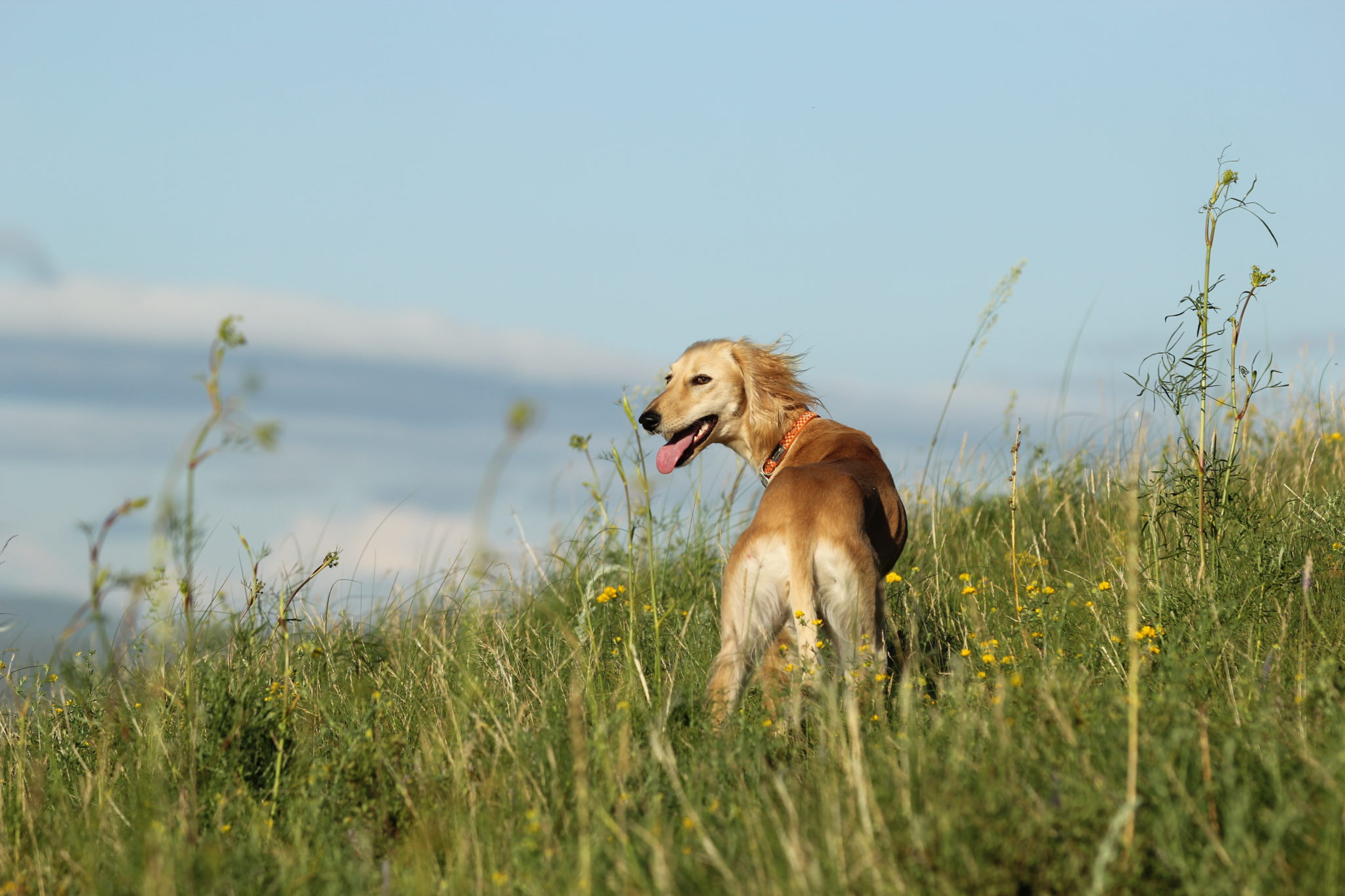 Kazakh Tazy Breed, Cultural Heritage of Nomads, Seeks Recognition of