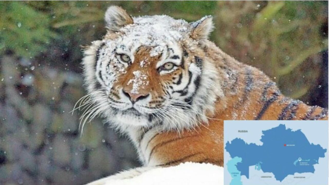 Kazakhstan and Russia Continue Work to Revive Wild Tiger Species - The  Astana Times