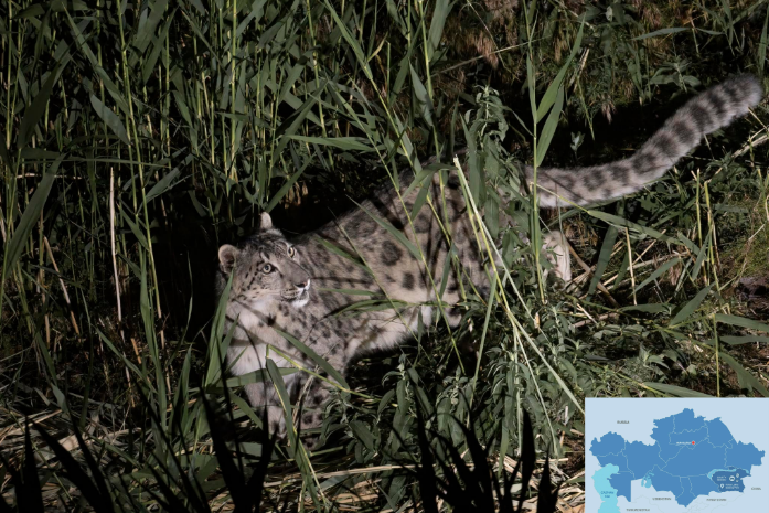 Kolsai Lakes Nationwide Park Evaluations Snow Leopard’s Look on Digicam Over Previous Two Years (Video)