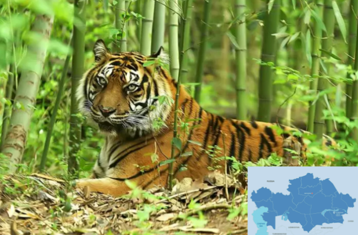 Wild Tiger Population Could Be Reintroduced In Kazakhstan By 2025, Says ...