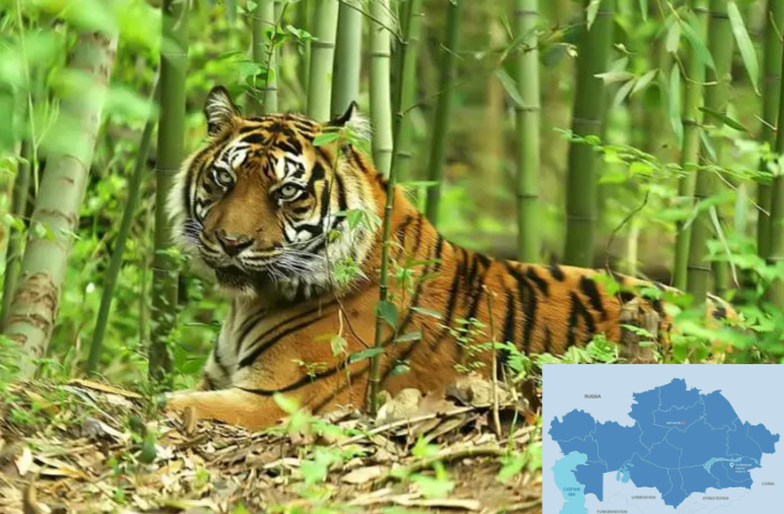 Wild Tiger Population Could Be Reintroduced in Kazakhstan by 2025, Says  Expert - The Astana Times