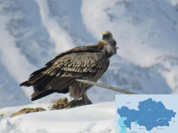 Редкая птица, пойманная на камеру в национальном парке Алтын Эмель (видео) - Bizmedia.kz