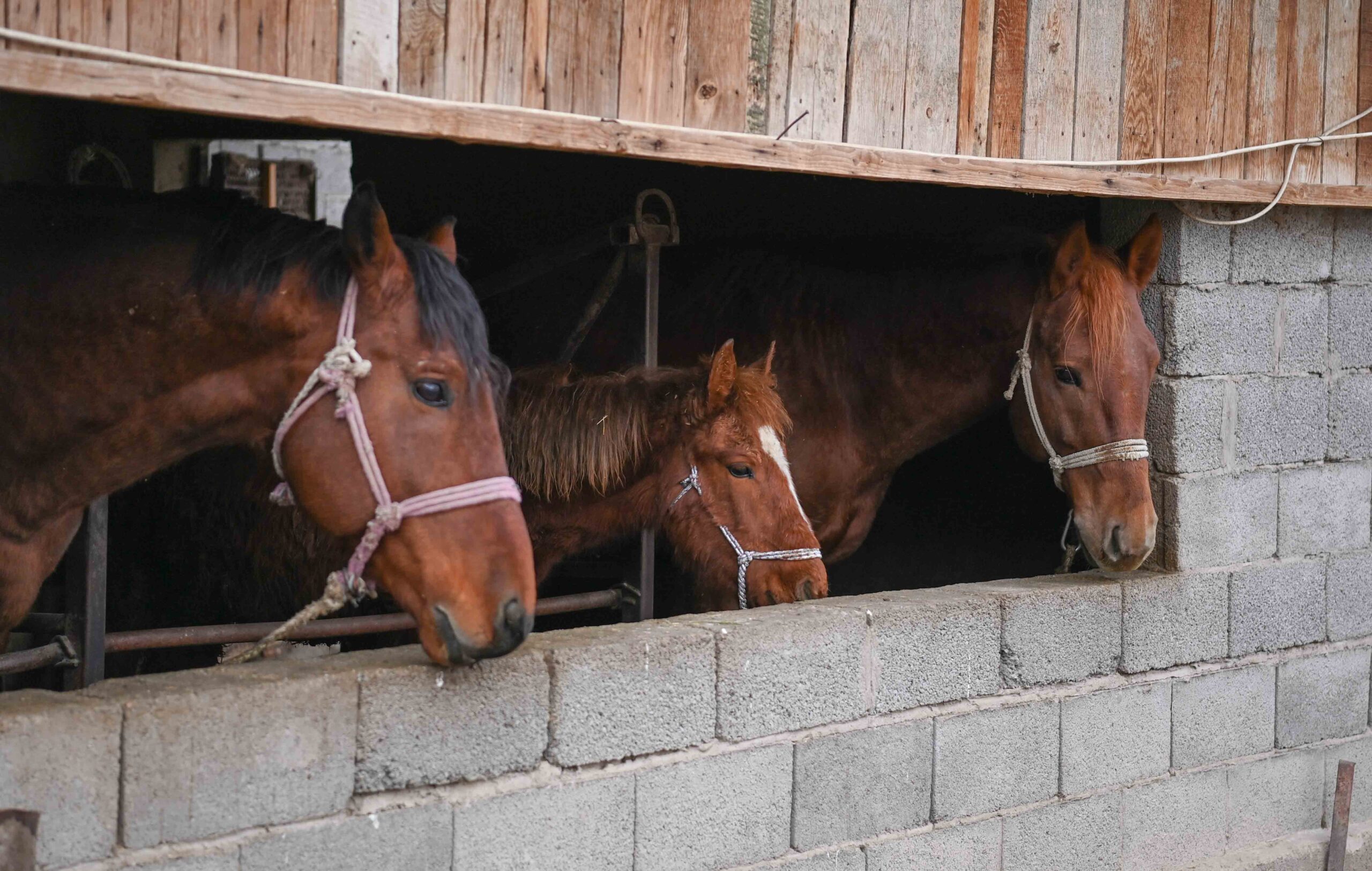 Лошади в селе Костобе. Фото любезно предоставлено: Akorda.kz