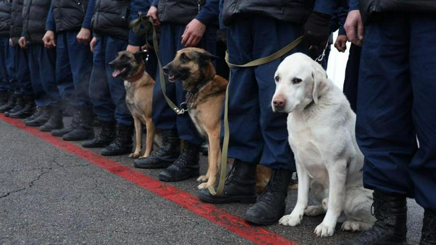 Служебные собаки кинологических подразделений. Фото предоставлено Министерством по чрезвычайным ситуациям.