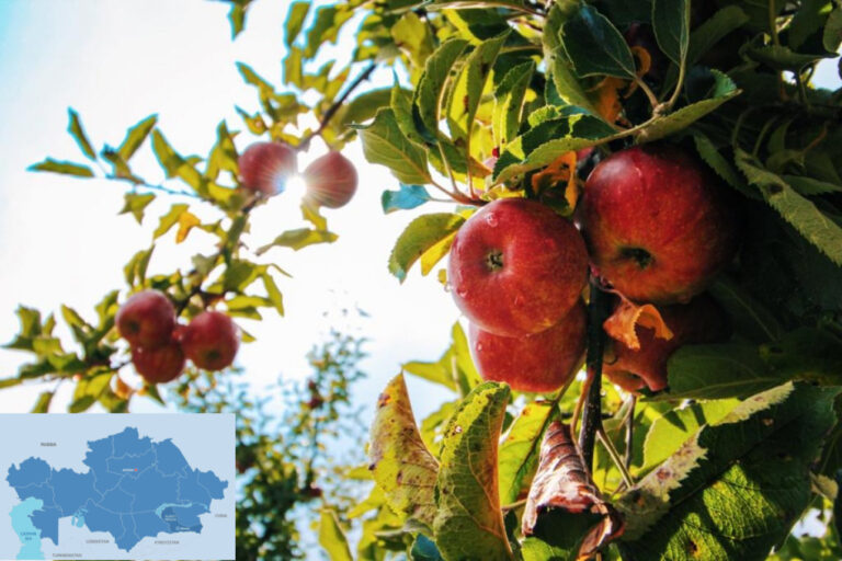 Almaty Aport Kazakh Signature Apple Achieves Global Recognition with Geographic Indication