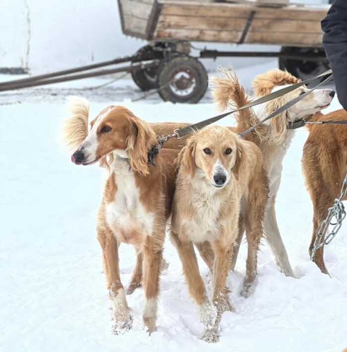Kazakhstan Aims to Preserve and Promote National Tazy Dogs The Astana
