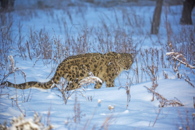Kazakhstan Сontinues Further Actions to Protect Snow Leopards - The