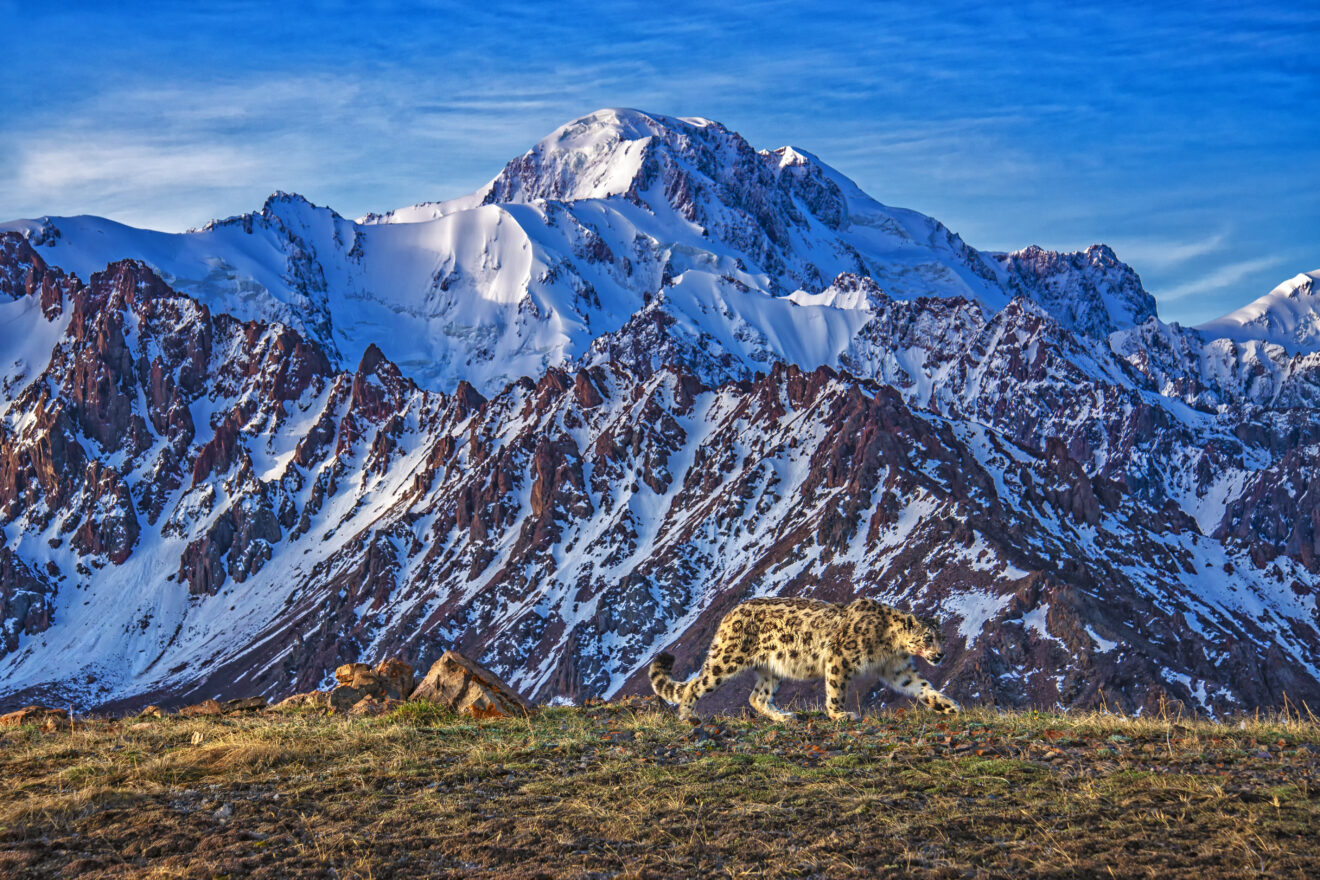 International Snow Leopard Day Journey Through Kazakhstan’s Quest to