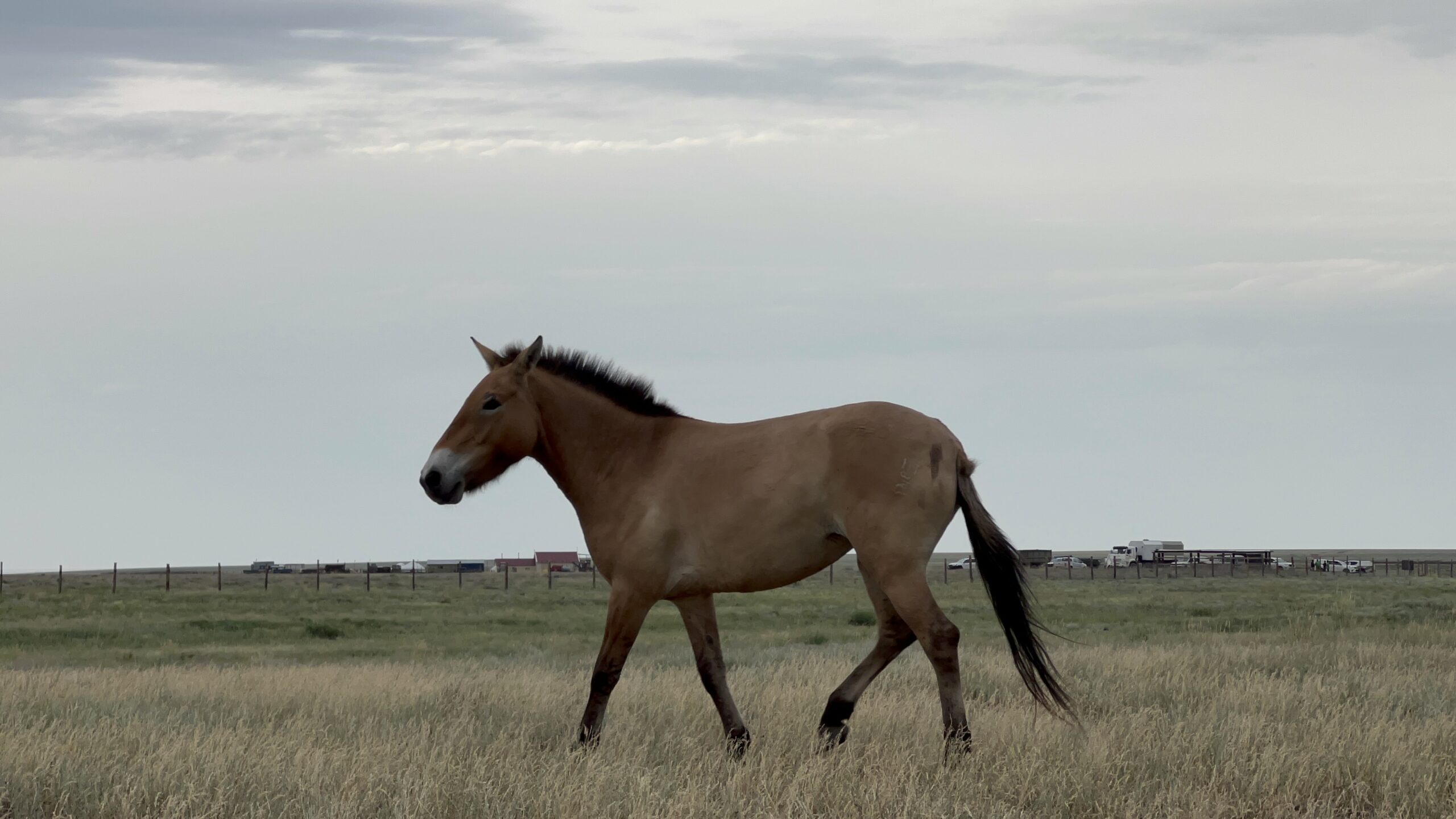 Kazakhstan’s Wildlife Recovery Expands From Protection to Reintroduction