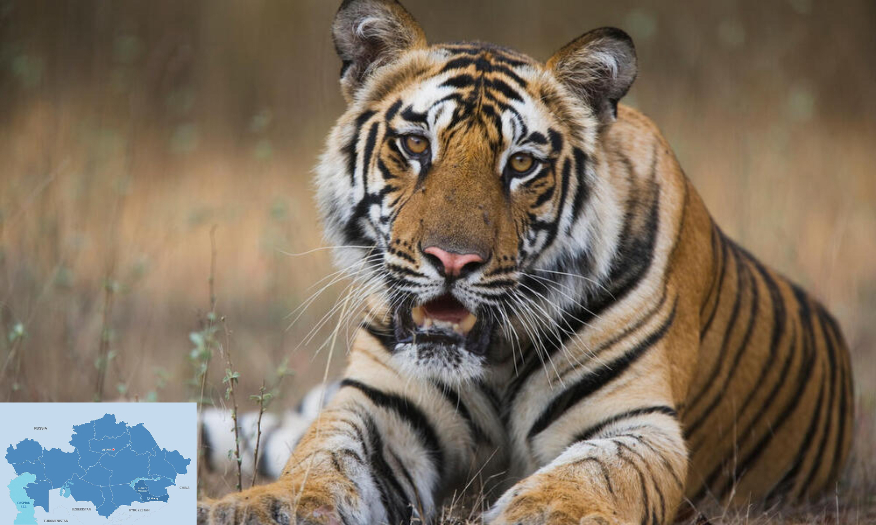 Kazakhstan to Welcome First Amur Tigers from Russia in 2026
