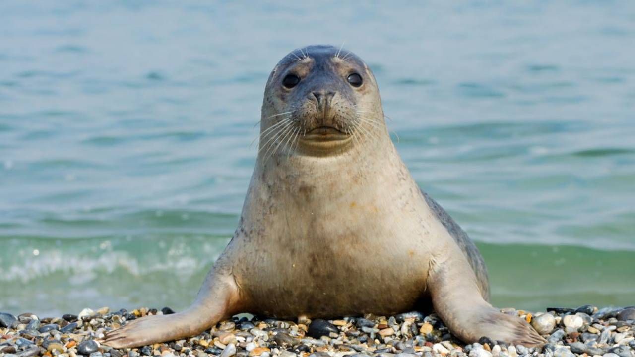 Iran Opens First Specialized Caspian Seal Conservation Center Amid Sharp Population Decline