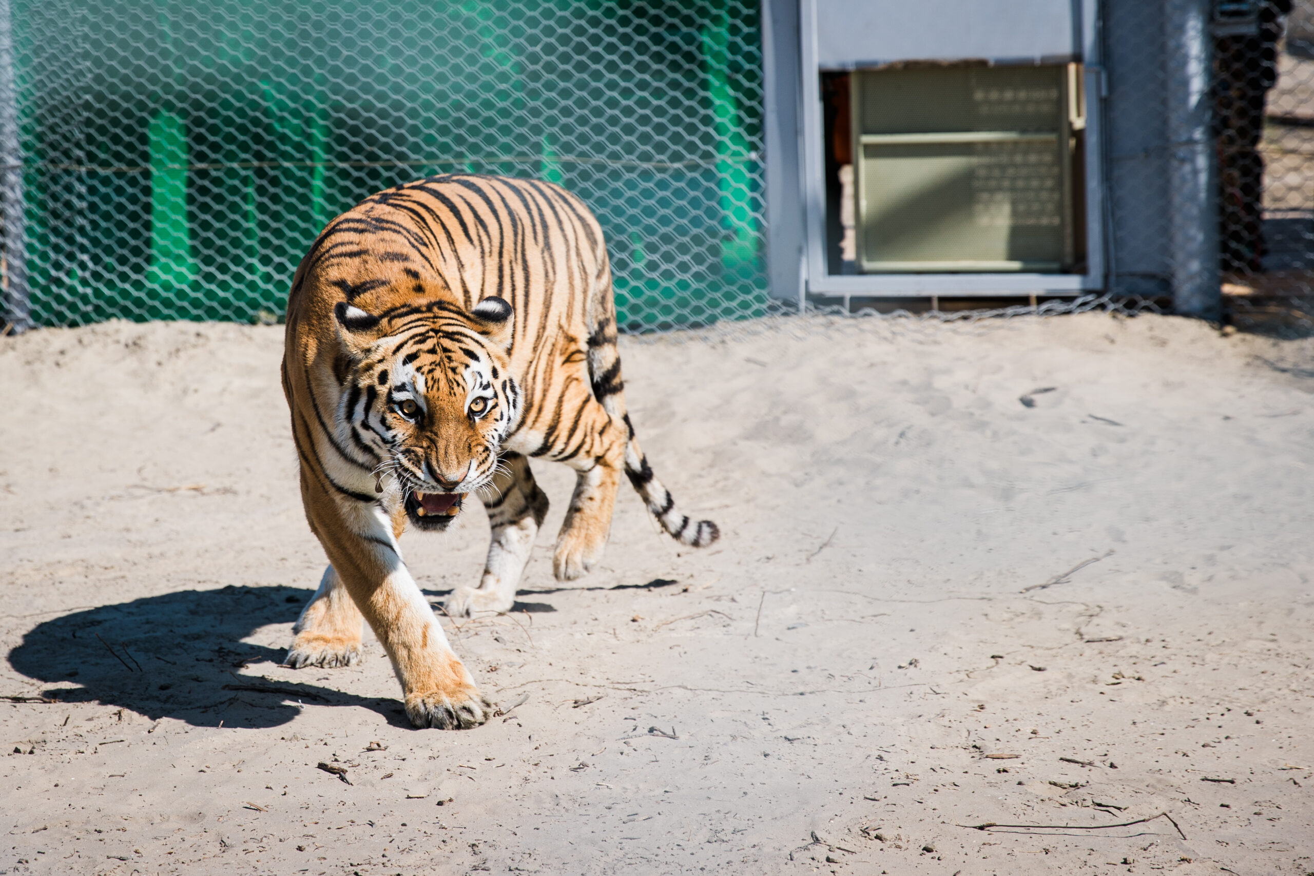 Kazakhstan to Receive Four Amur Tigers from Russia in Landmark Reintroduction Effort