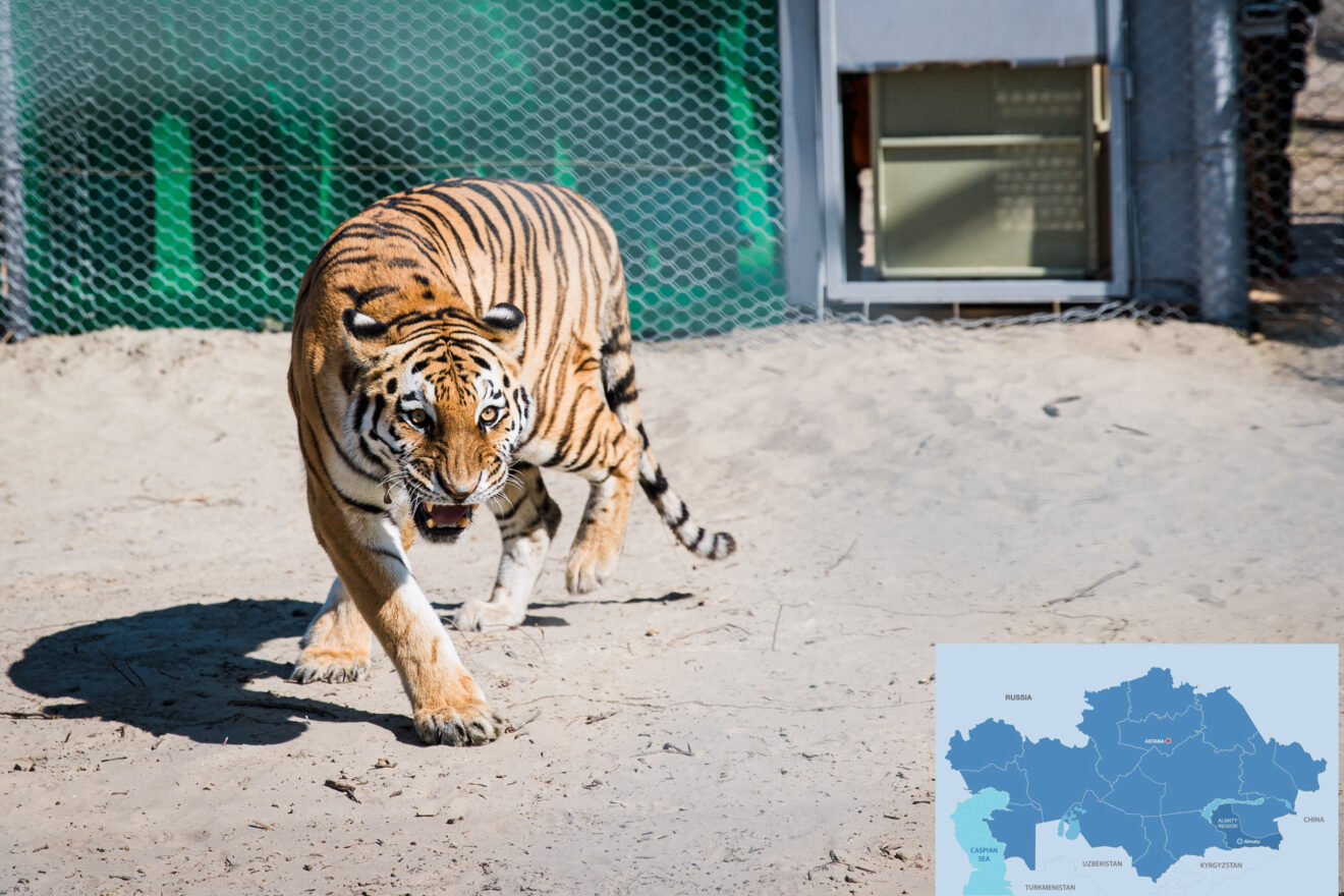 Two Amur Tiger Cubs Planned for Release in Kazakhstan in May 2027