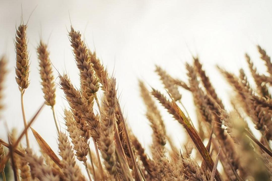 Kazakhstan Among World’s Agricultural Land Giants