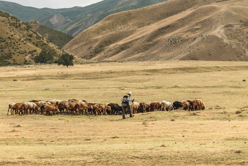 Kazakhstan Gains FMD-Free Status, Boosting Livestock Export Prospects