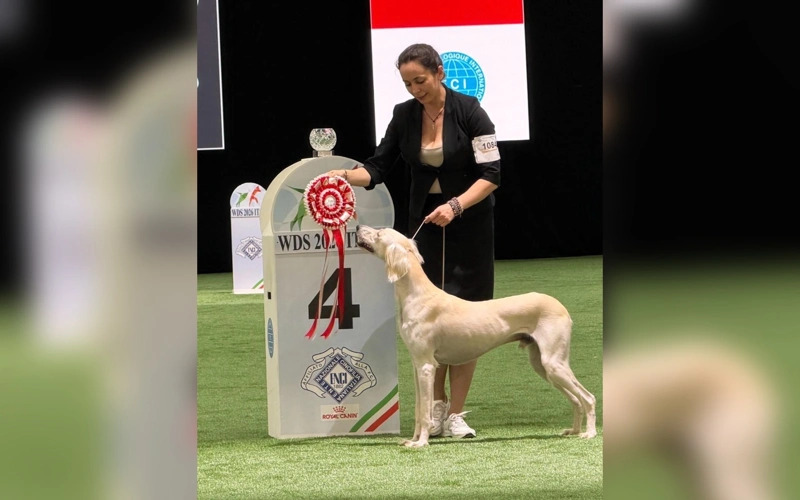 Kazakh Tazy Places Fourth at World Dog Show 2026