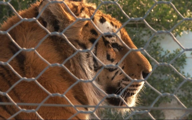 Four Tigers Brought to Kazakhstan for Reintroduction Program Get Names