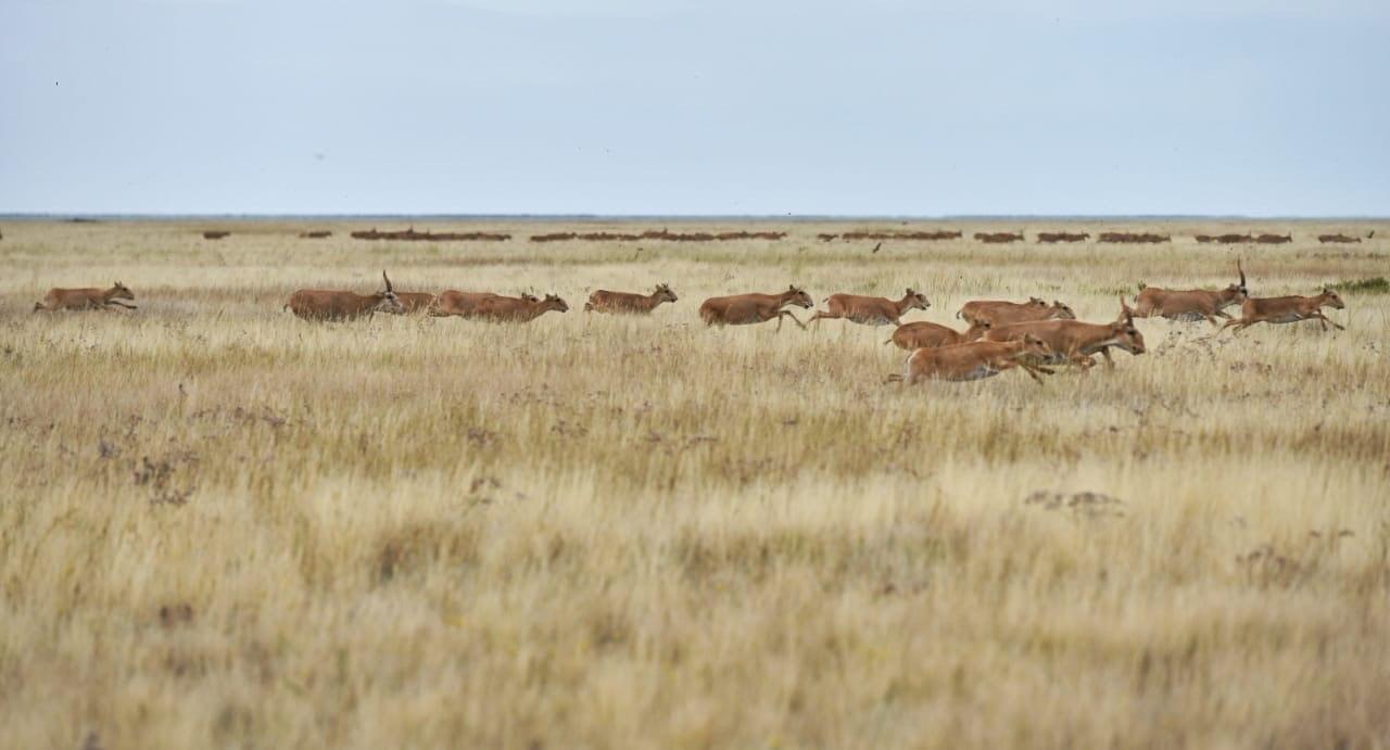 Altyn Dala Conservation Initiative — Saiga Antelope & Steppe Recovery (Kazakhstan)