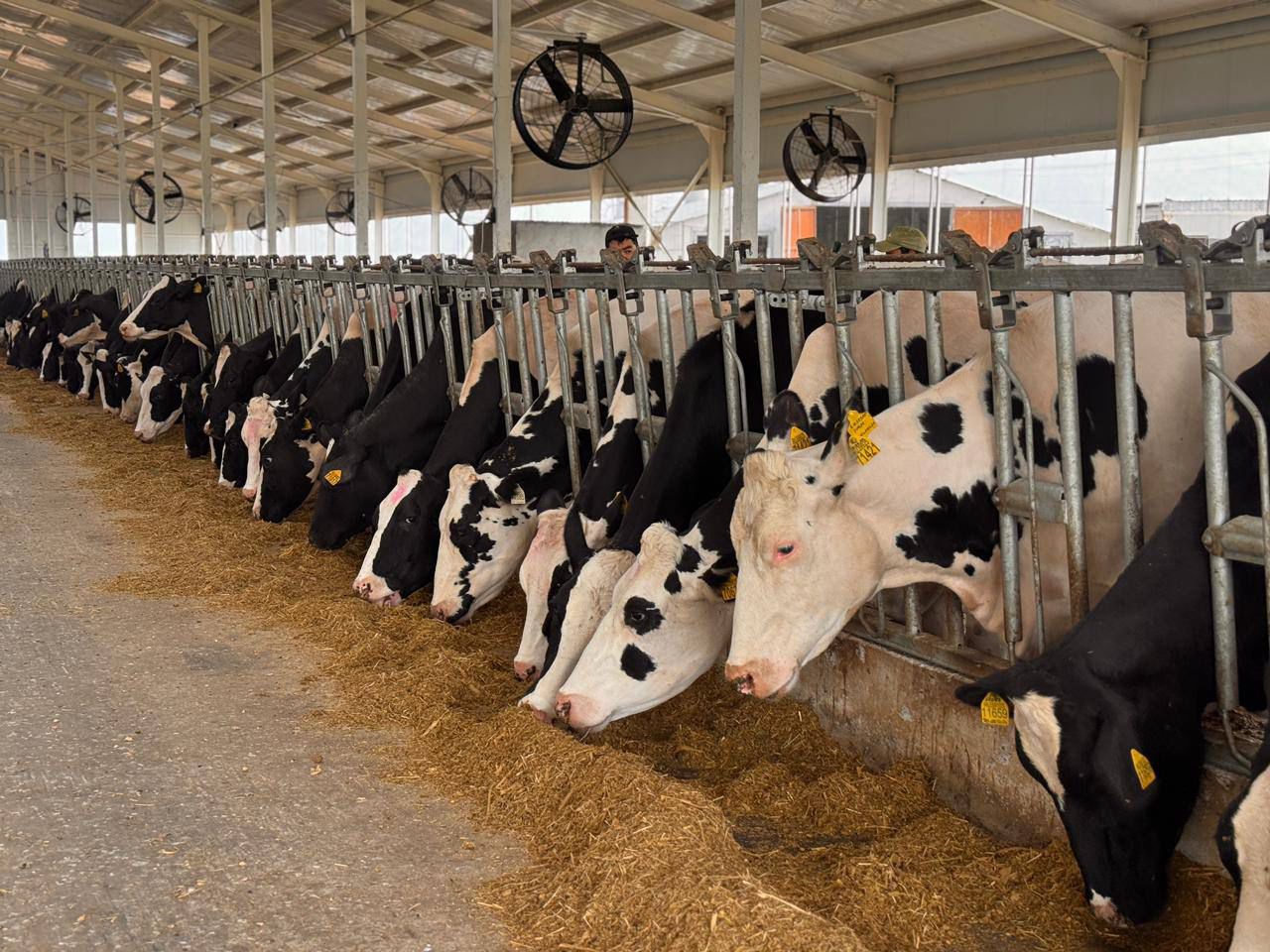 Kazakhstan Gains FMD-Free Status, Boosting Livesto
